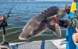 Photo of a Massive Sturgeon Caught on One of the Best Astoria Fishing Charters.