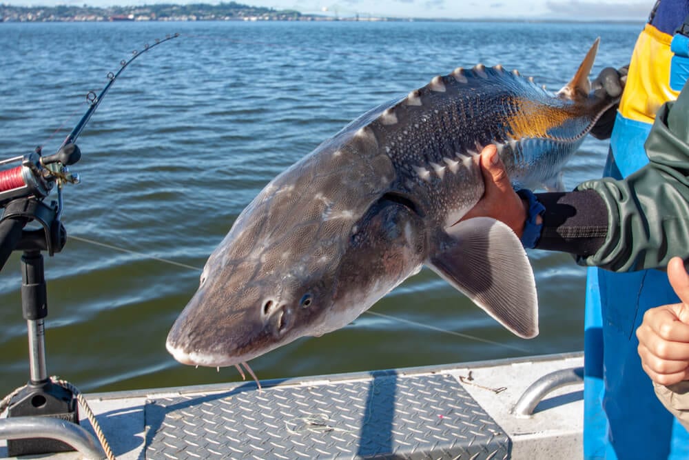 Photo of a Massive Sturgeon Caught on One of the Best Astoria Fishing Charters.