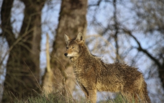 Coyote in the Lewis And Clark National Wildlife Refuge.